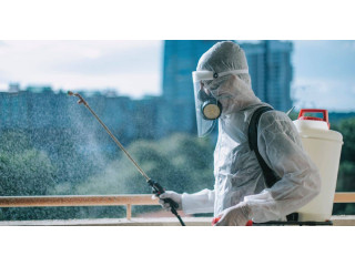 Reliable Ant and Insect Control in Vaughan