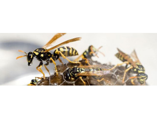 Hornet Nest Removal in London, ON by MVO Pest Control